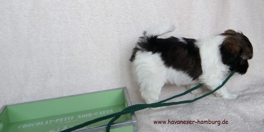 Havaneser Welpen Havaneser Hamburg Deckrde Snickers Kordel