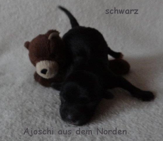 Havaneser Welpen Wurf Havaneser Hamburg Deckrde