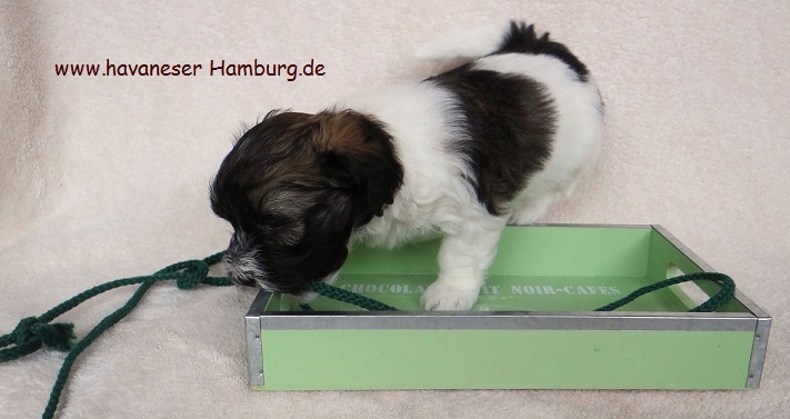 Havaneser Welpen chocolate Deckrde Snickers Addy Kordel