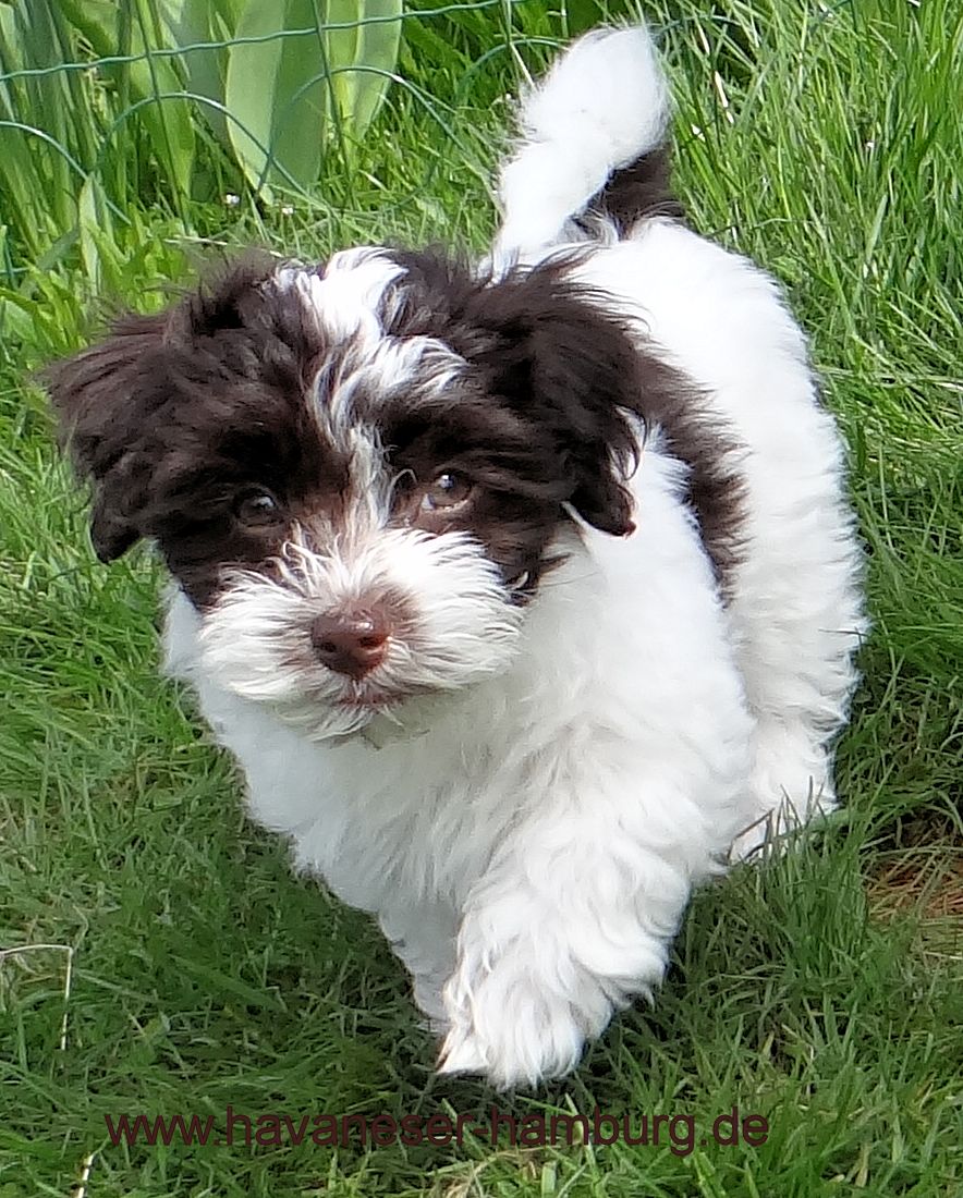 Havaneser Welpen von der Wauzelburg Havaneser Welpen aus Hamburg Deckruede chocolate und rot vererbt