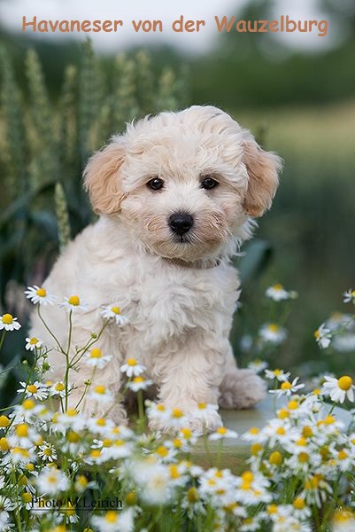 Havaneser von der Wauzelburg Ferrari 0
