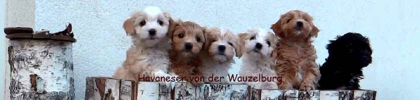 Havaneser von der Wauzelburg Havaneser Hamburg