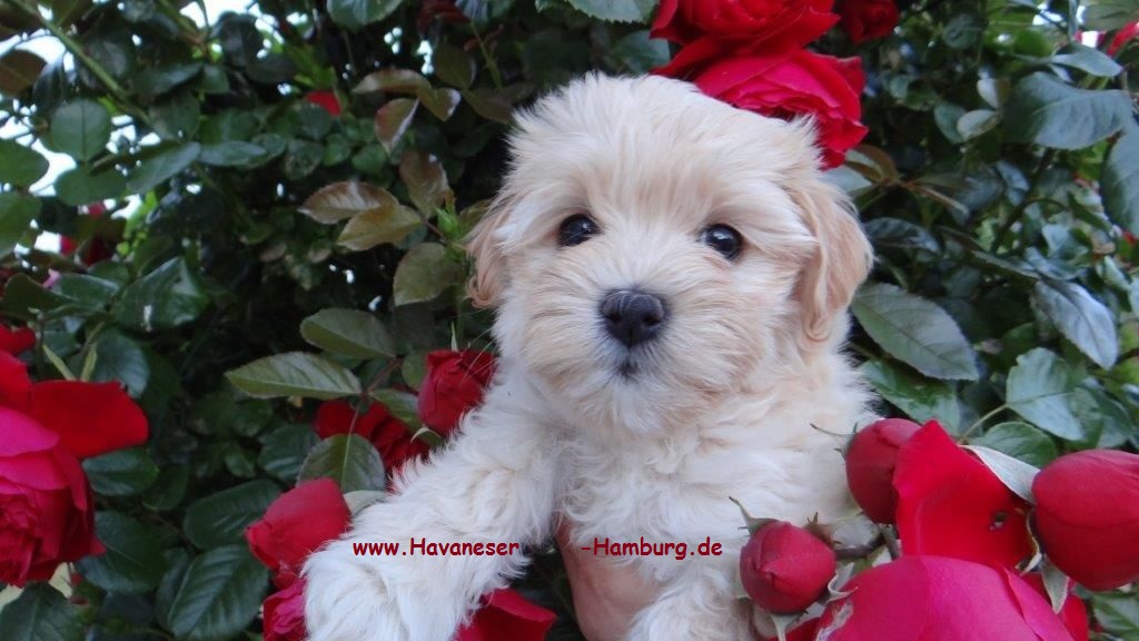 Havaneser von der Wauzelburg Havaneser Hamburg Chili
