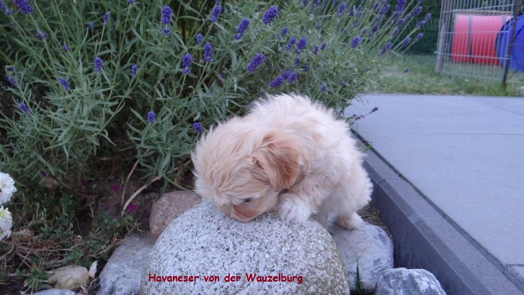 Havaneser von der Wauzelburg Havaneser Hamburg Chili2