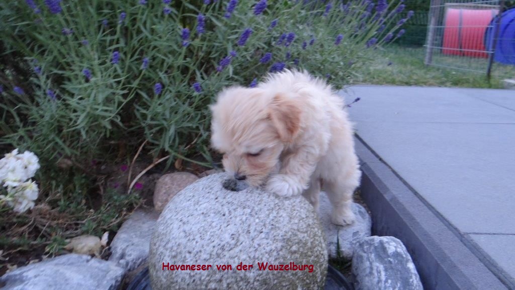 Havaneser von der Wauzelburg Havaneser Hamburg Chili3