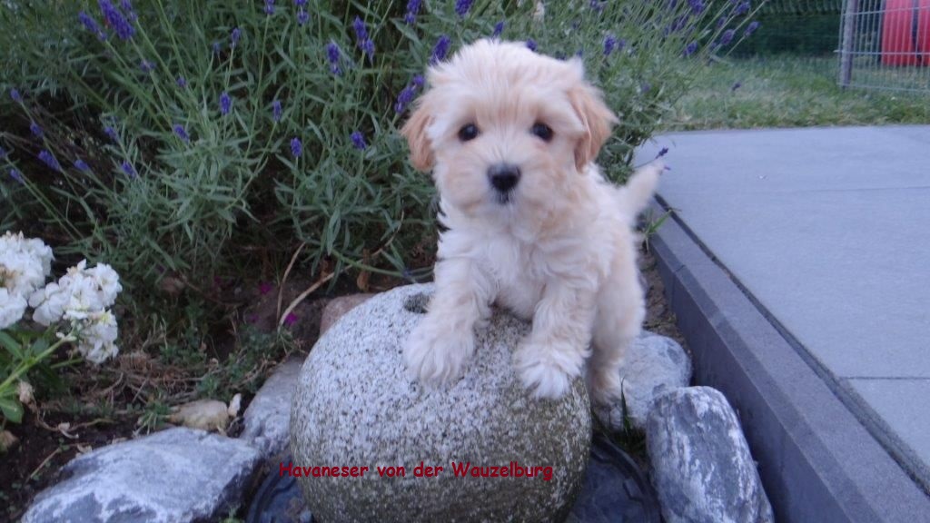 Havaneser von der Wauzelburg Havaneser Hamburg Chili4