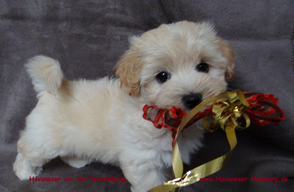 Havaneser von der Wauzelburg Havaneser Hamburg Chili Geschenkband