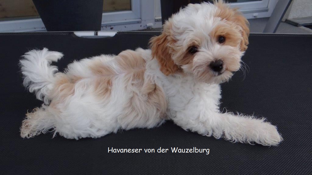 Havaneser von der Wauzelburg Havaneser Hamburg Coco 10