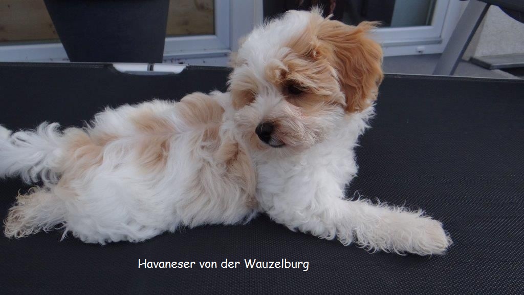 Havaneser von der Wauzelburg Havaneser Hamburg Coco 11