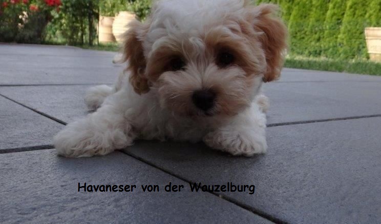 Havaneser von der Wauzelburg Havaneser Hamburg Coco 11Wo