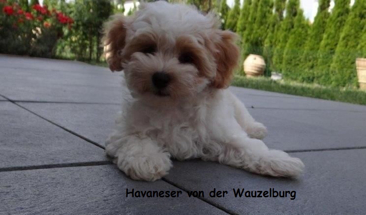 Havaneser von der Wauzelburg Havaneser Hamburg Coco 11Wo2