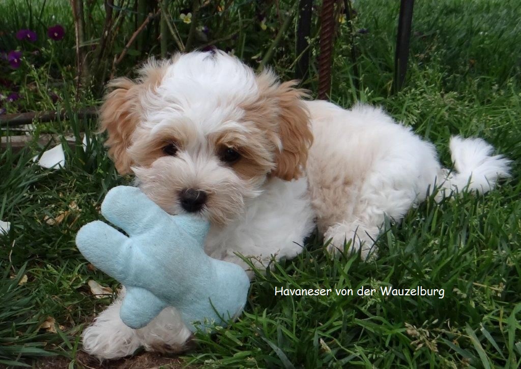 Havaneser von der Wauzelburg Havaneser Hamburg Coco 14
