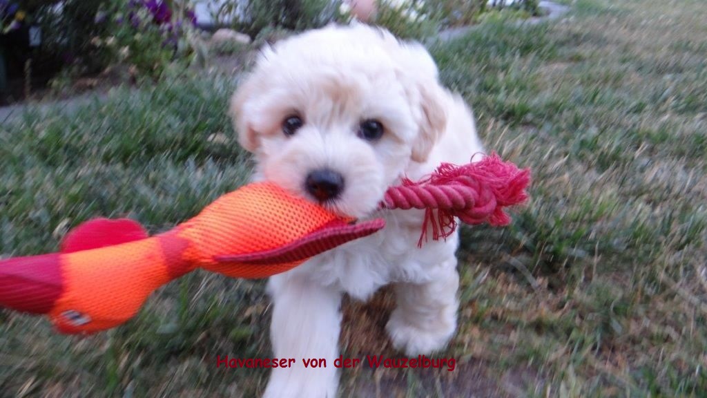 Havaneser von der Wauzelburg Havaneser Hamburg Ferrari