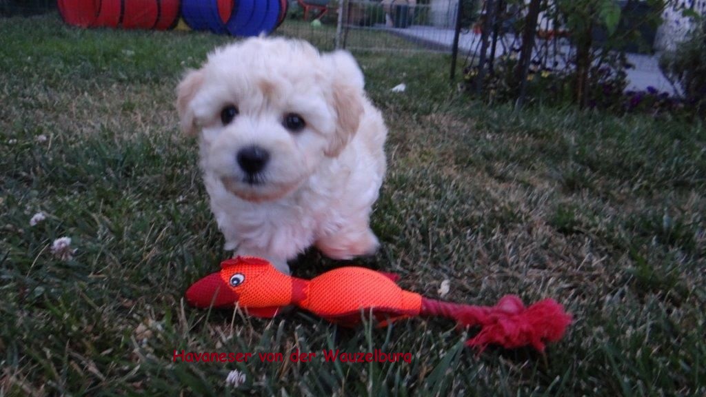 Havaneser von der Wauzelburg Havaneser Hamburg Ferrari 2