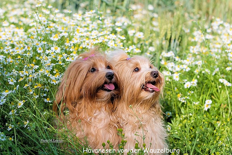 Havaneser von der Wauzelburg Havaneser Hamburg Jipsie und Joy 2 Jahre
