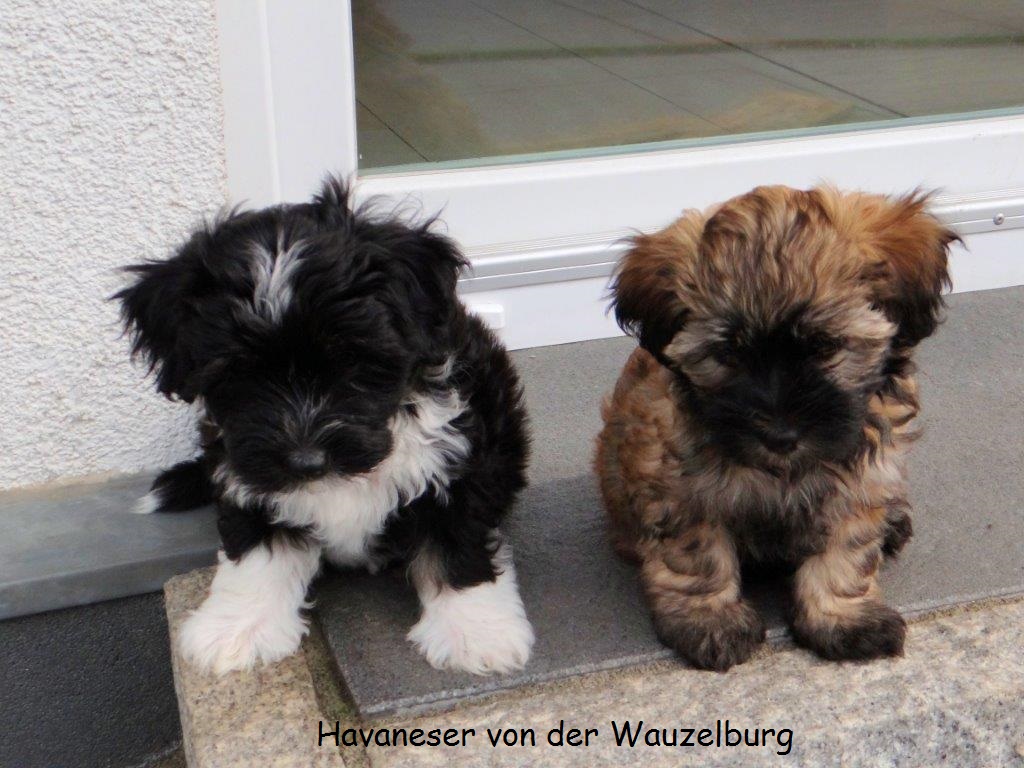 Havaneser von der Wauzelburg Havaneser Hamburg KK