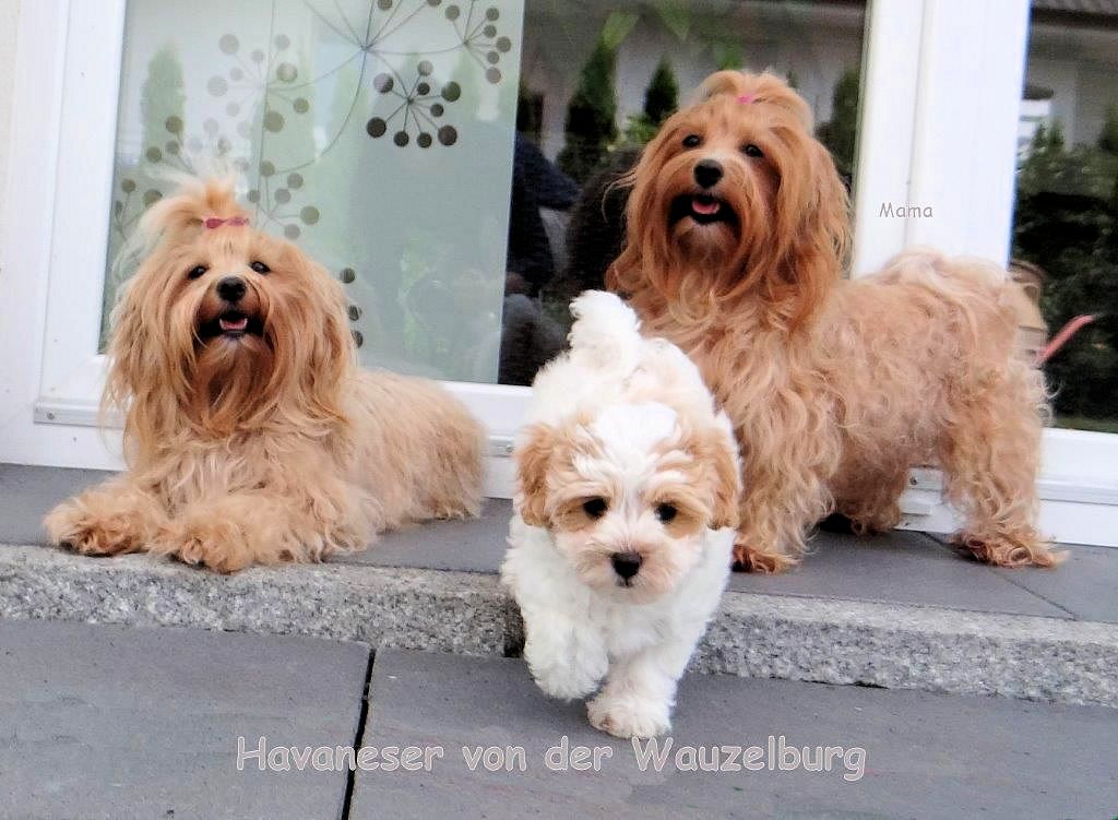Havaneser von der Wauzelburg Jipsi Coco Joy steht klein