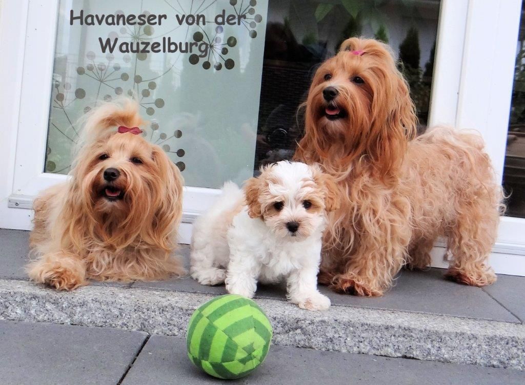 Havaneser von der Wauzelburg Jipsie Coco Joy klein