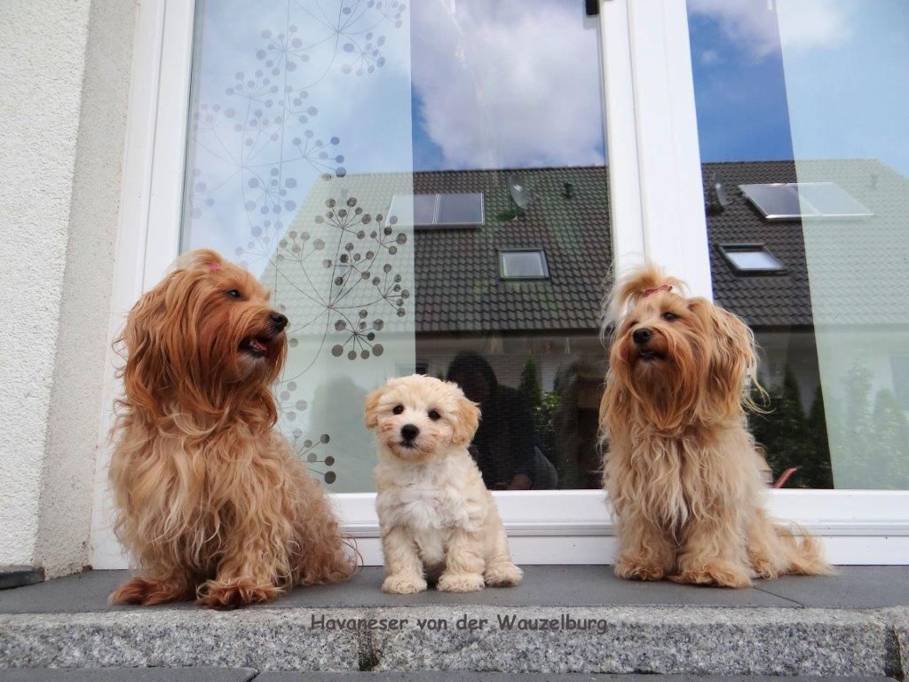 Havaneser von der Wauzelburg Joy Ferrari Jipsie klein