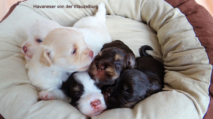 Havaneser von der Wauzelburg kuscheln Havaneser Hamburg kl