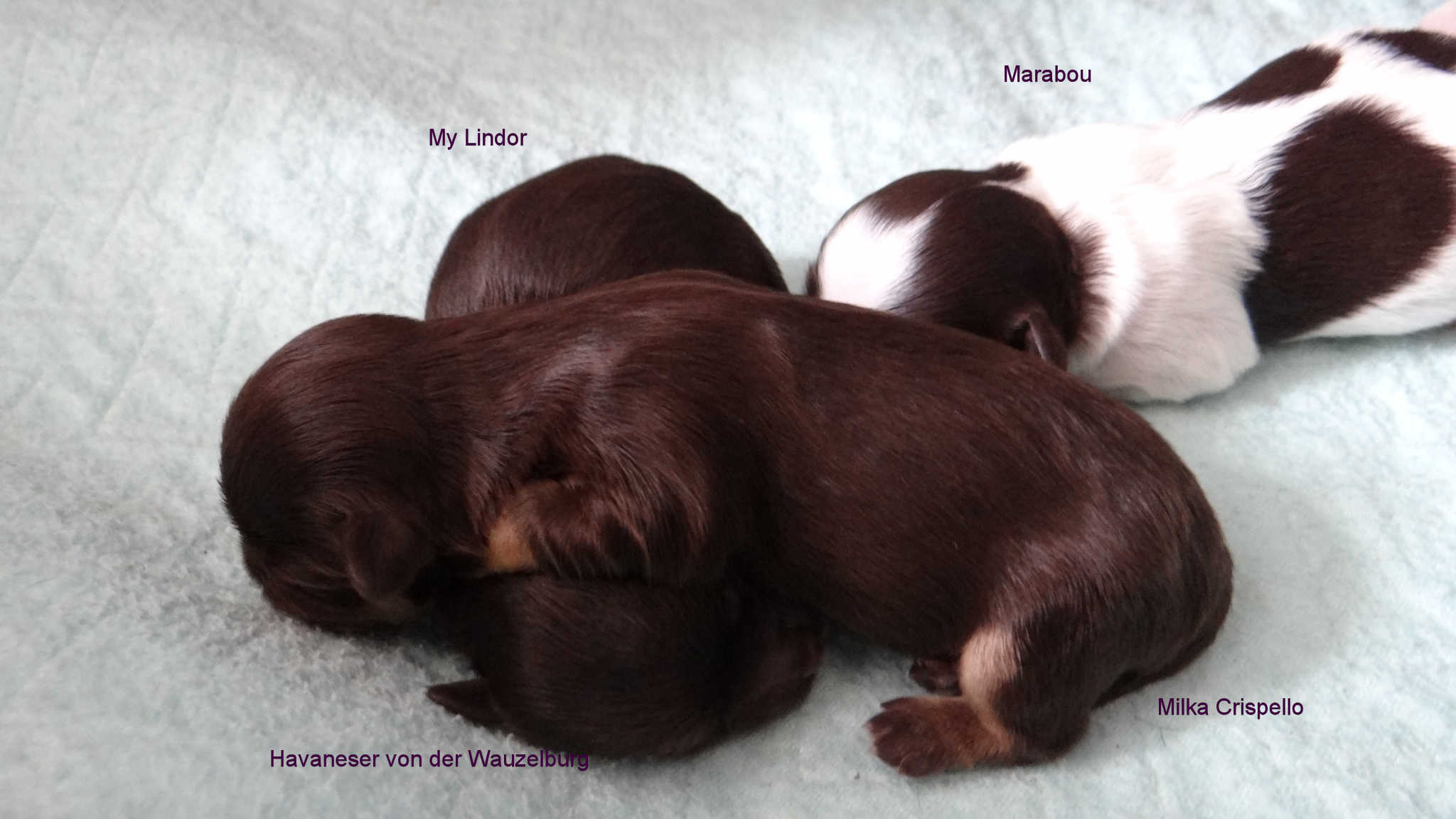 Havaneser von der Wauzelburg schoko Welpen Hamburg 