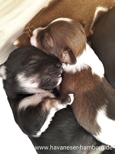 Havanesser Hamburg Brandy kuschelt