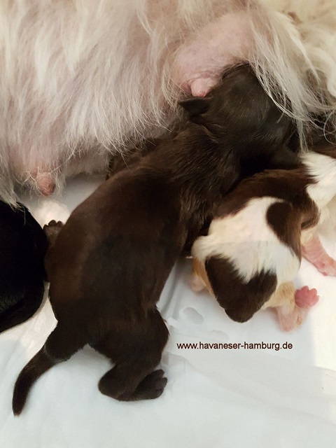 Herzchen Havaneser Hamburg1