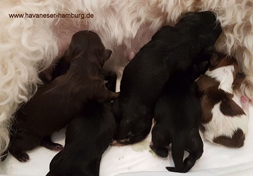 Herzchen Wurf Havaneser Hamburg