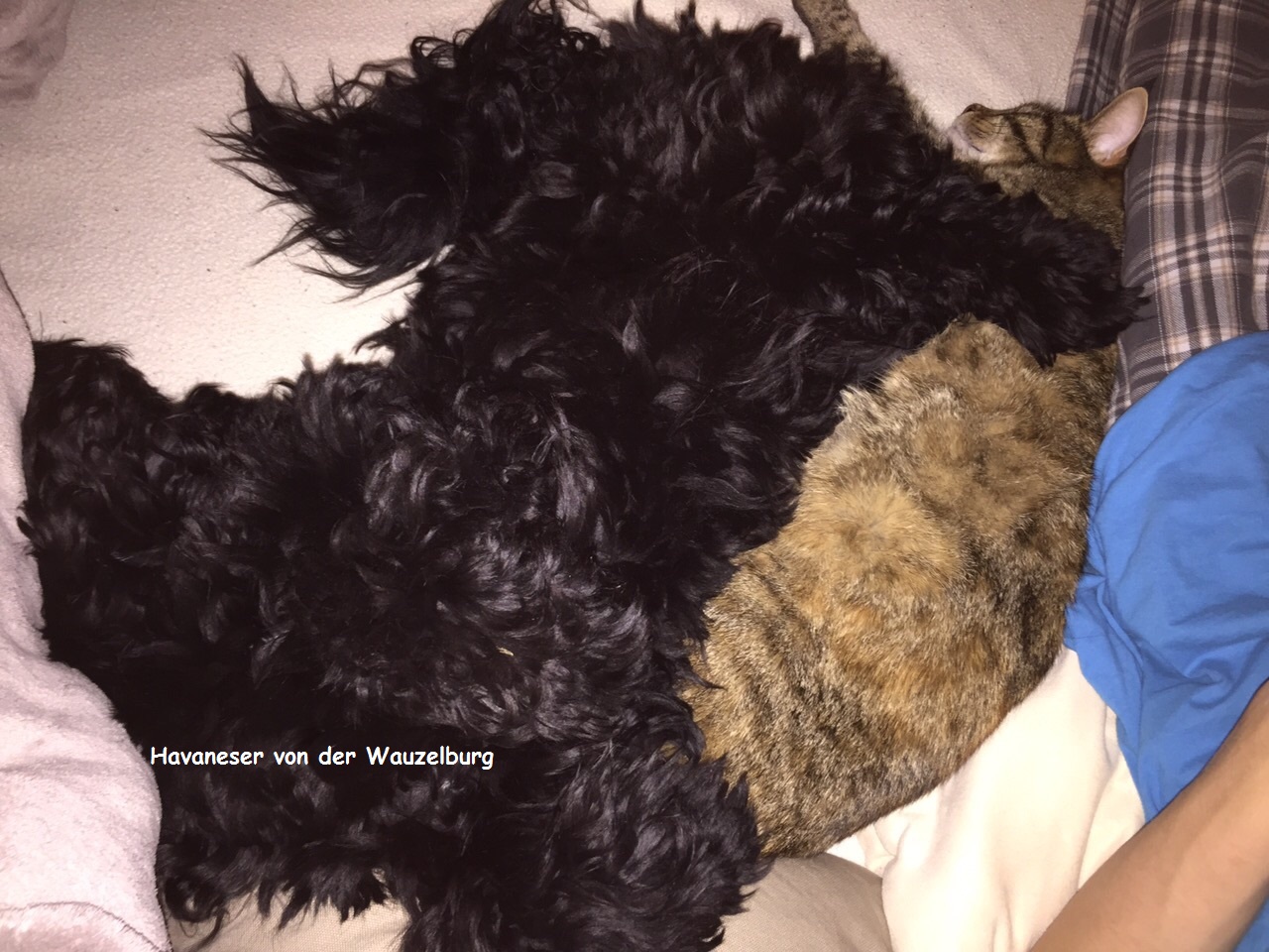 Hund Katze Kind Louis Armstrong von der Wauzelburg Havaneser Hamburg