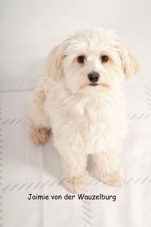 Jaimy von der Wauzelburg