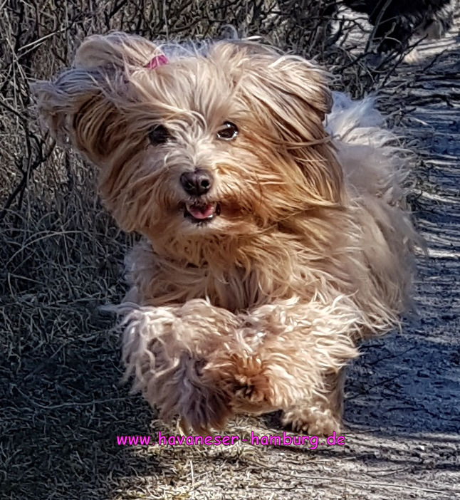 Jipsie Havaneser Hamburg