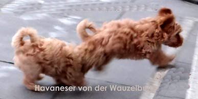 Jipsie und Joy von der Wauzelburg  Havaneser Hamburg