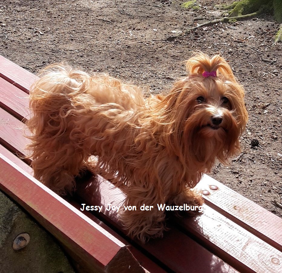 Joy von der Wauzelburg Havaneser Hamburg 2015