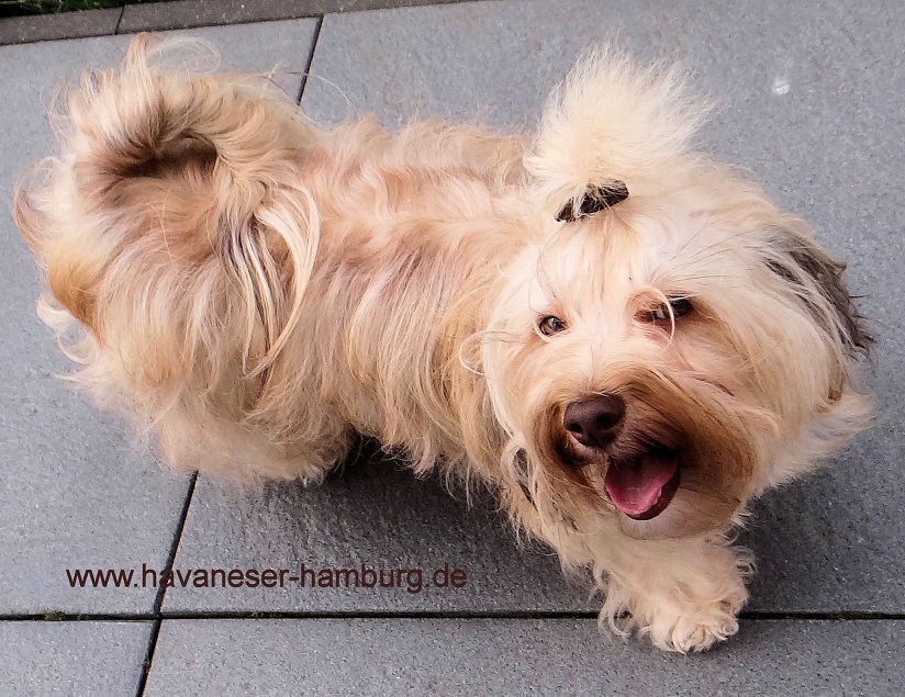 Kandis Havaneser Hamburg chocolate Havaneser rot wei
