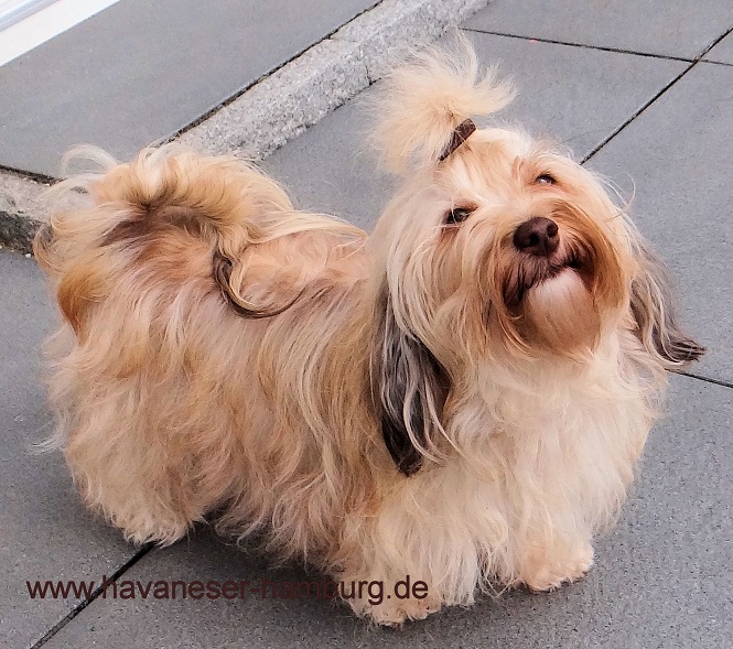 Kandis Schokoladenwauzis von der Wauzelburg Havaneser Hamburg