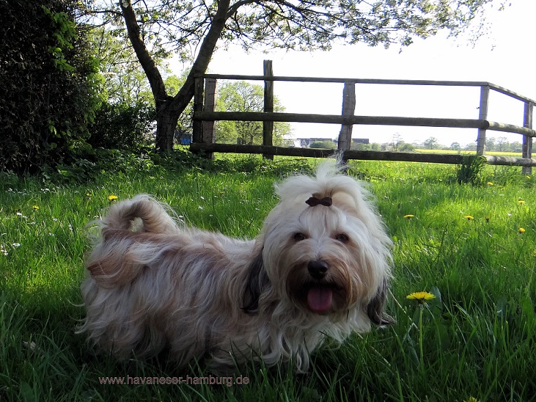 Kandis chocolate Havaneser Hamburg rot red