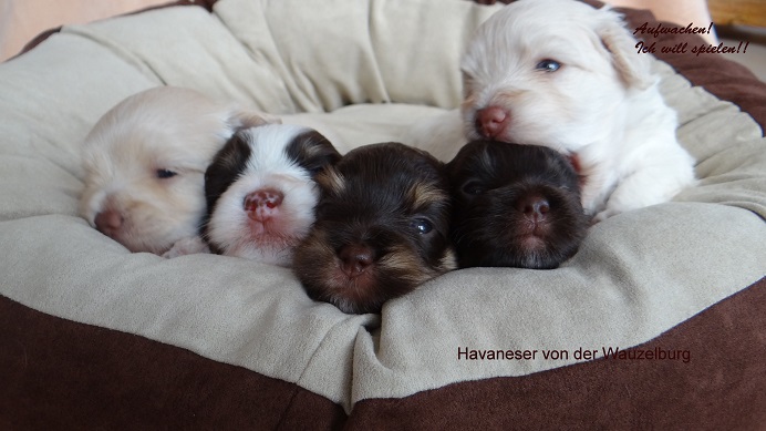 Kuschel Havaneser Hamburg von der Wauzelburg kl