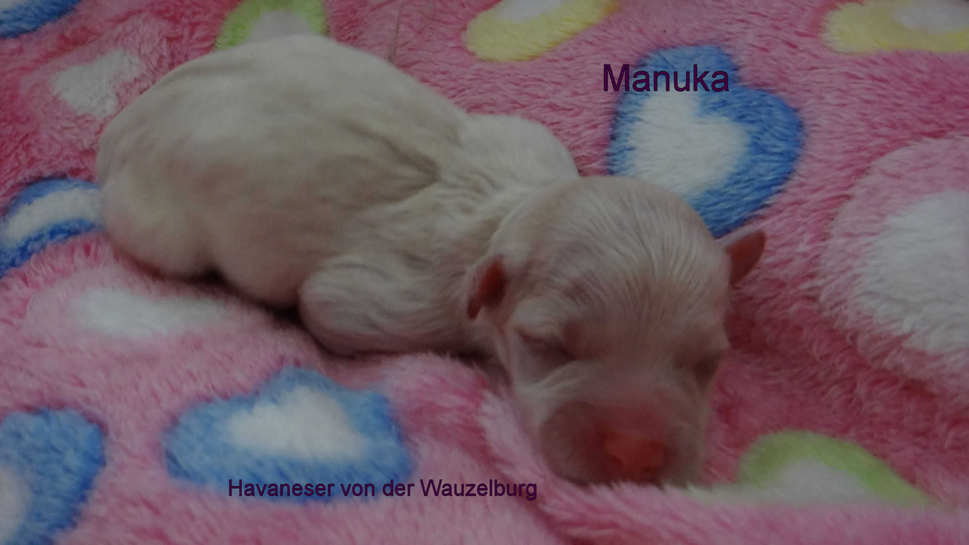 Manuka Havaneser Hamburg