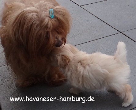 Manuka Joy als Babysitter Havaneser Hamburg