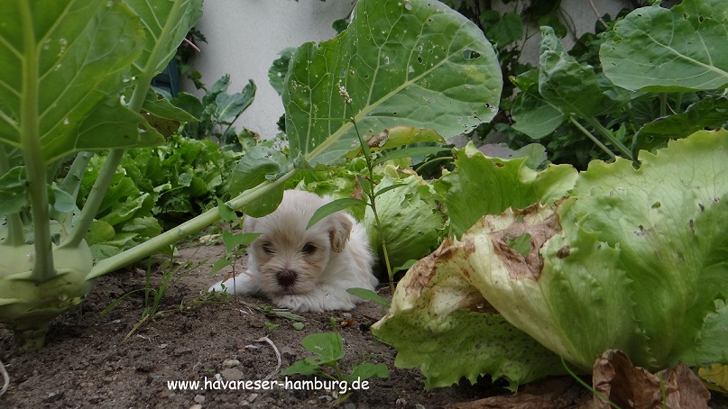 Manuka Kohlrabi 1 Havaneser Hamburg