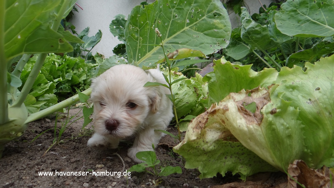 Manuka Kohlrabi 2 Havaneser Hamburg