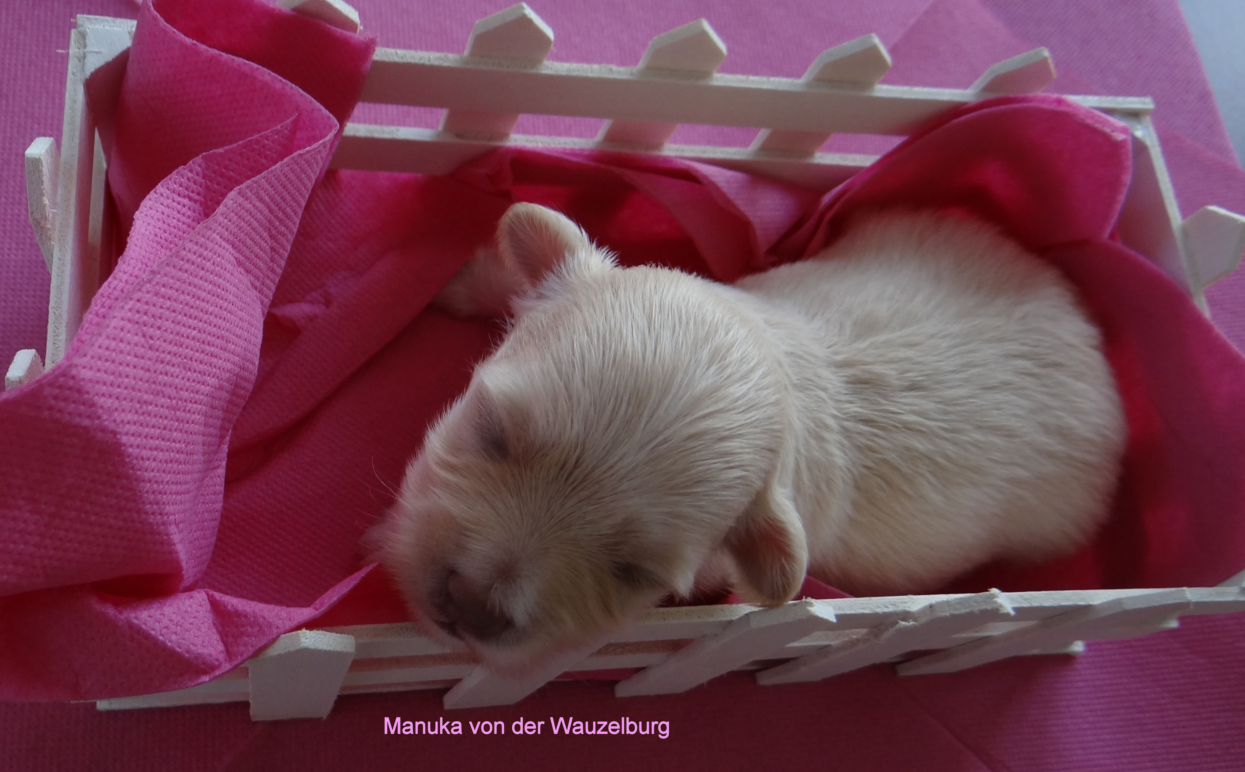 Manuka von der Wauzelburg