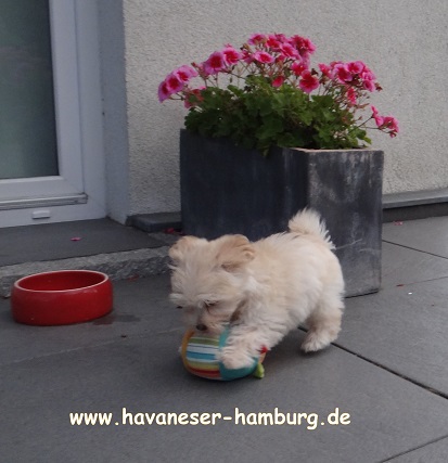 Manuka von der Wauzelburg1