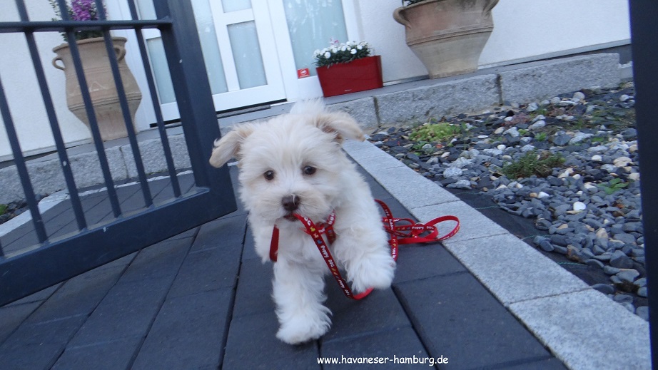 Manuka von der Wauzelburg 8 Wo 2