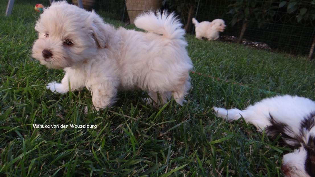 Manuka von der Wauzelburg Havaneser Hamburg 7W  2 - Kopie