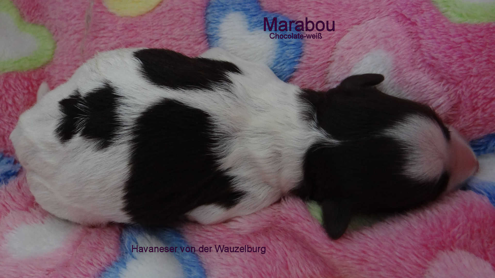 Marabou Havaneser Hamburg