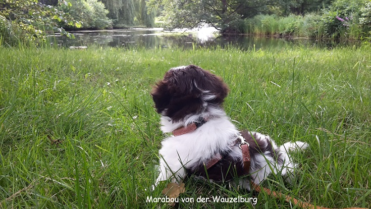 Marabou Havaneser Hamburg 6 Wo