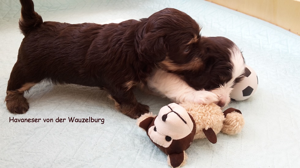 Marabou und my Lindor Havaneser Hamburg 30