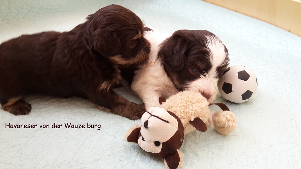 Marabou und my Lindor von der Wauzelburg 30