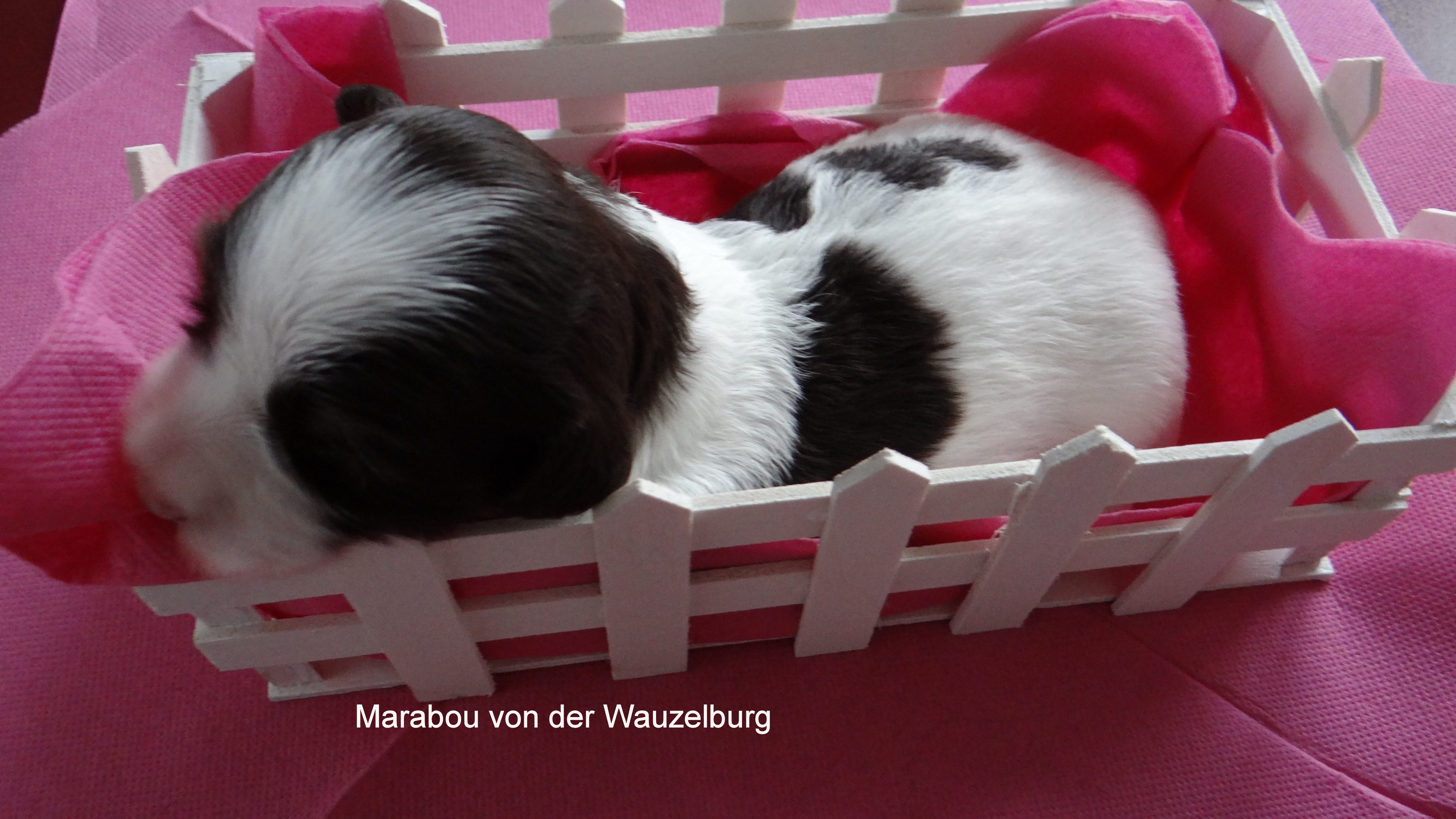 Marabou von der Wauzelburg 2